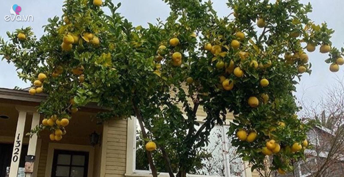 Người thông minh thường trồng 6 cây ăn quả này trước nhà, vừa có quả ăn vừa gọi lộc vào nhà