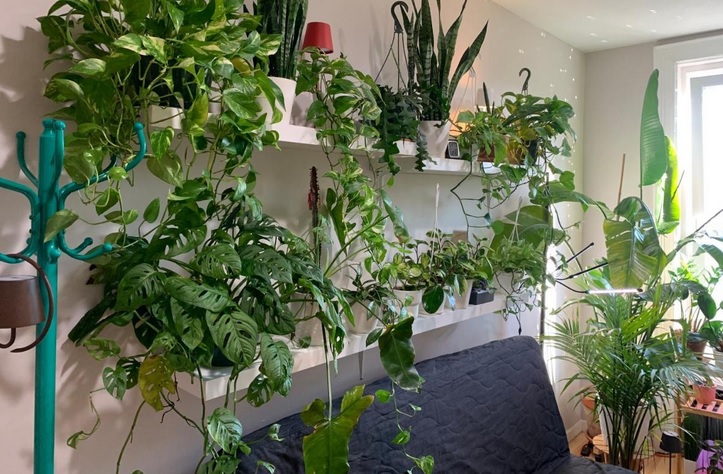 Cách tạo không gian Urban Jungle trong nhà